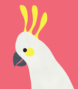 "Hello Cocky! " - Wall Mural in Cherry Red by Catherine Culvenor - Full Size