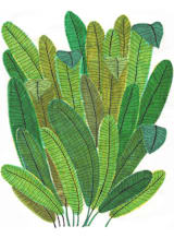 "Banana Leaf Bouquet" - Wall Mural in White by Madeline Trait - Full Size