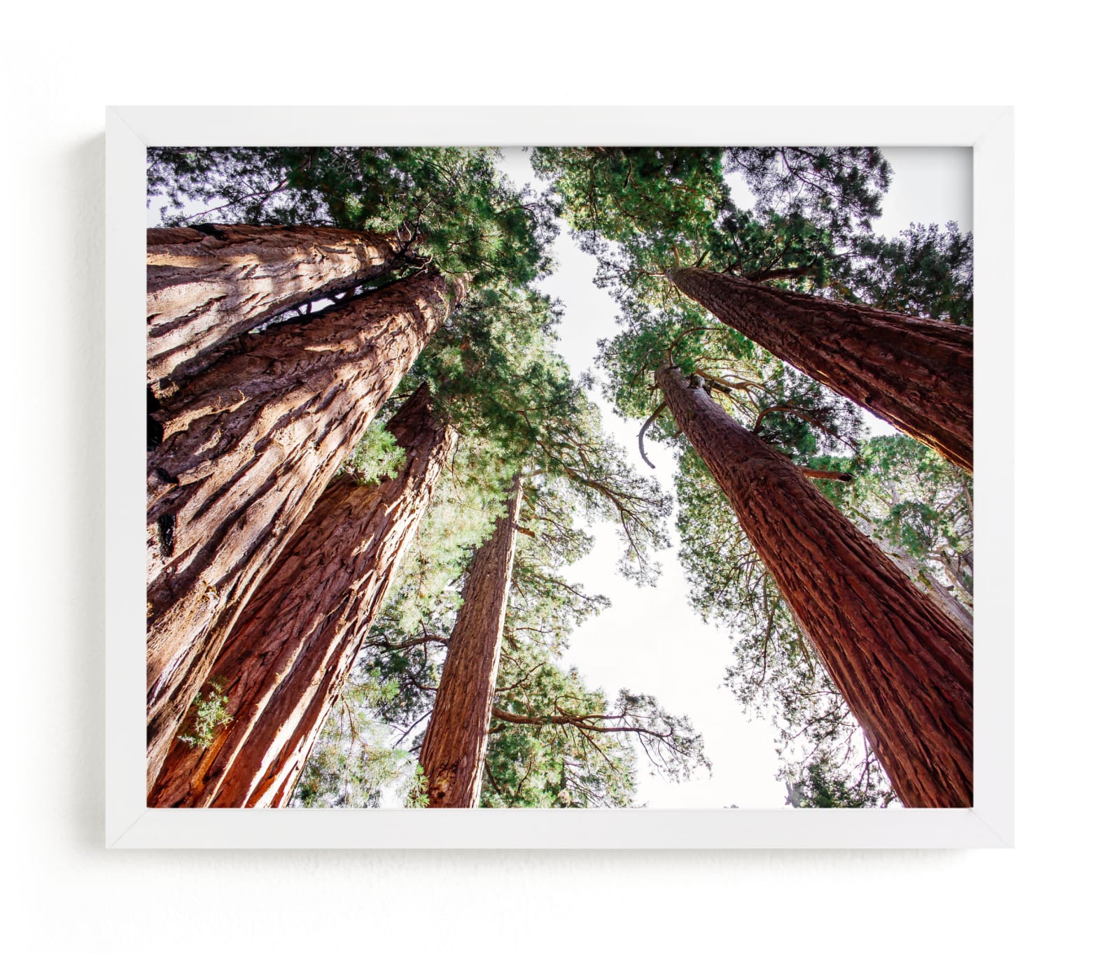 "Soaring Sequoias" - Limited Edition Art Print by Matthew Sampson in beautiful frame options and a variety of sizes.
