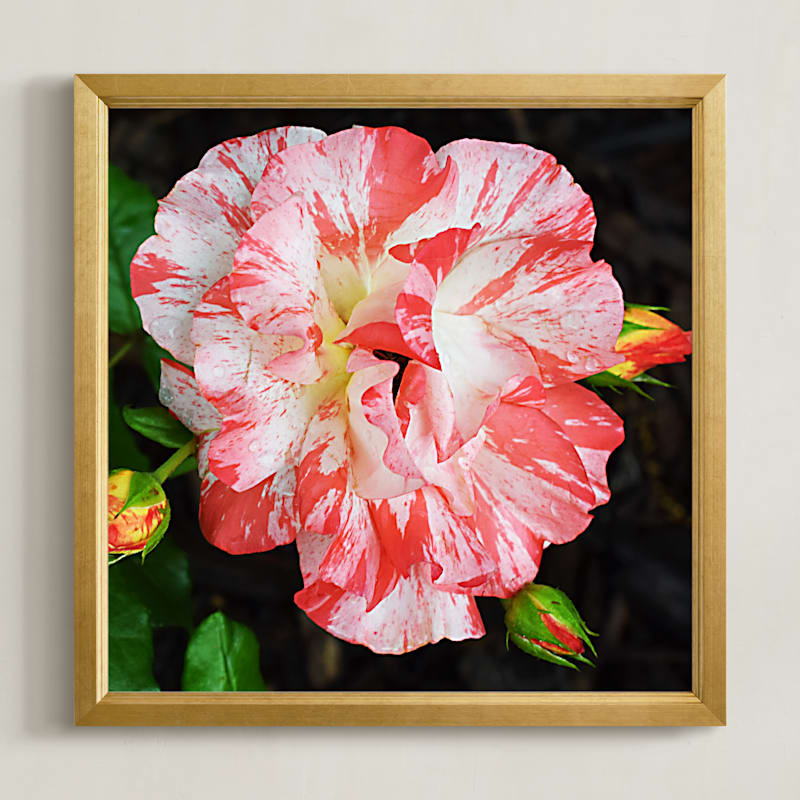 "The Beautiful Rose" - Art Print in Marble by NSMARK - Framed