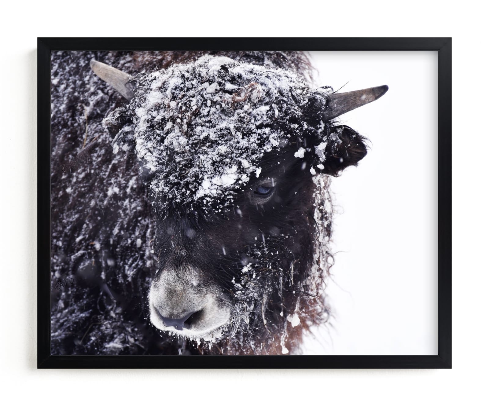"Early Snow" - Art Print by Leslie Le Coq in beautiful frame options and a variety of sizes.