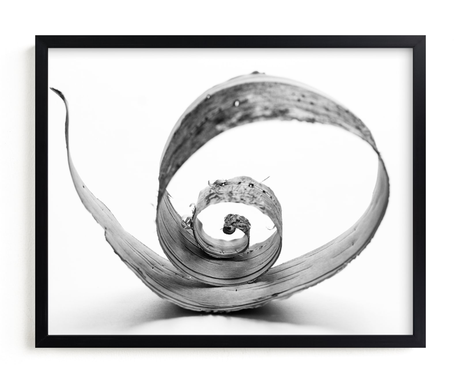 "Natures Curves" by Alexis Arnold in beautiful frame options and a variety of sizes.