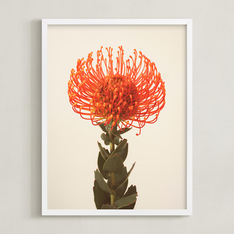 MIN-7JQ-DNA - Protea I