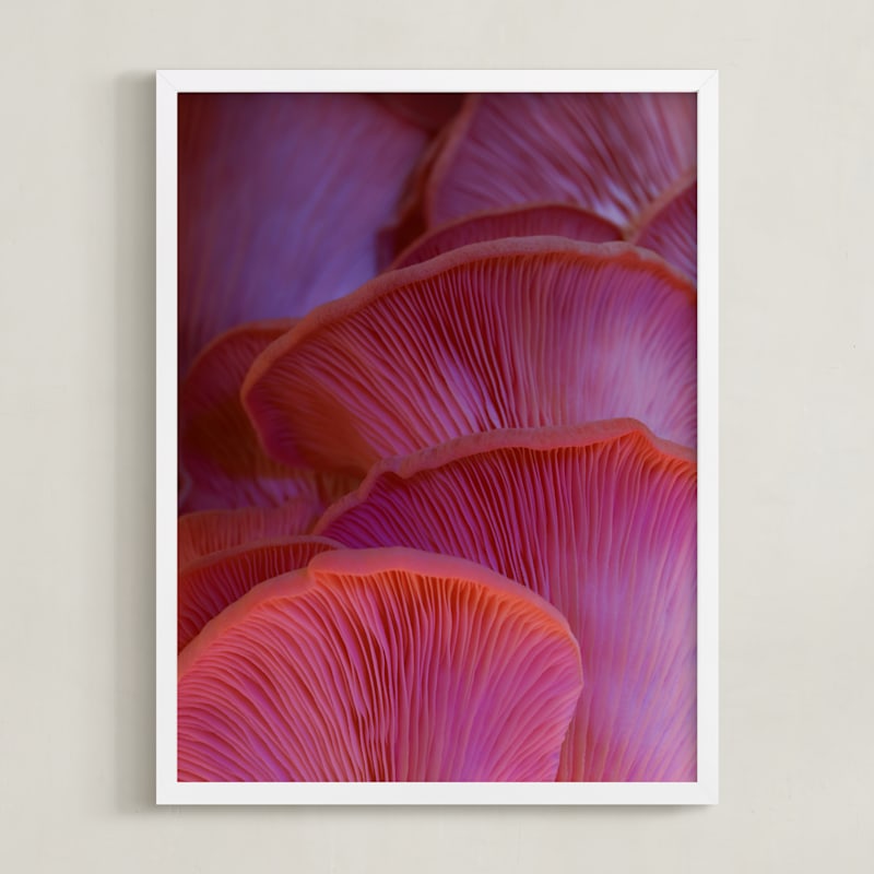 MIN-ISN-DNA - Pink Oyster Mushrooms