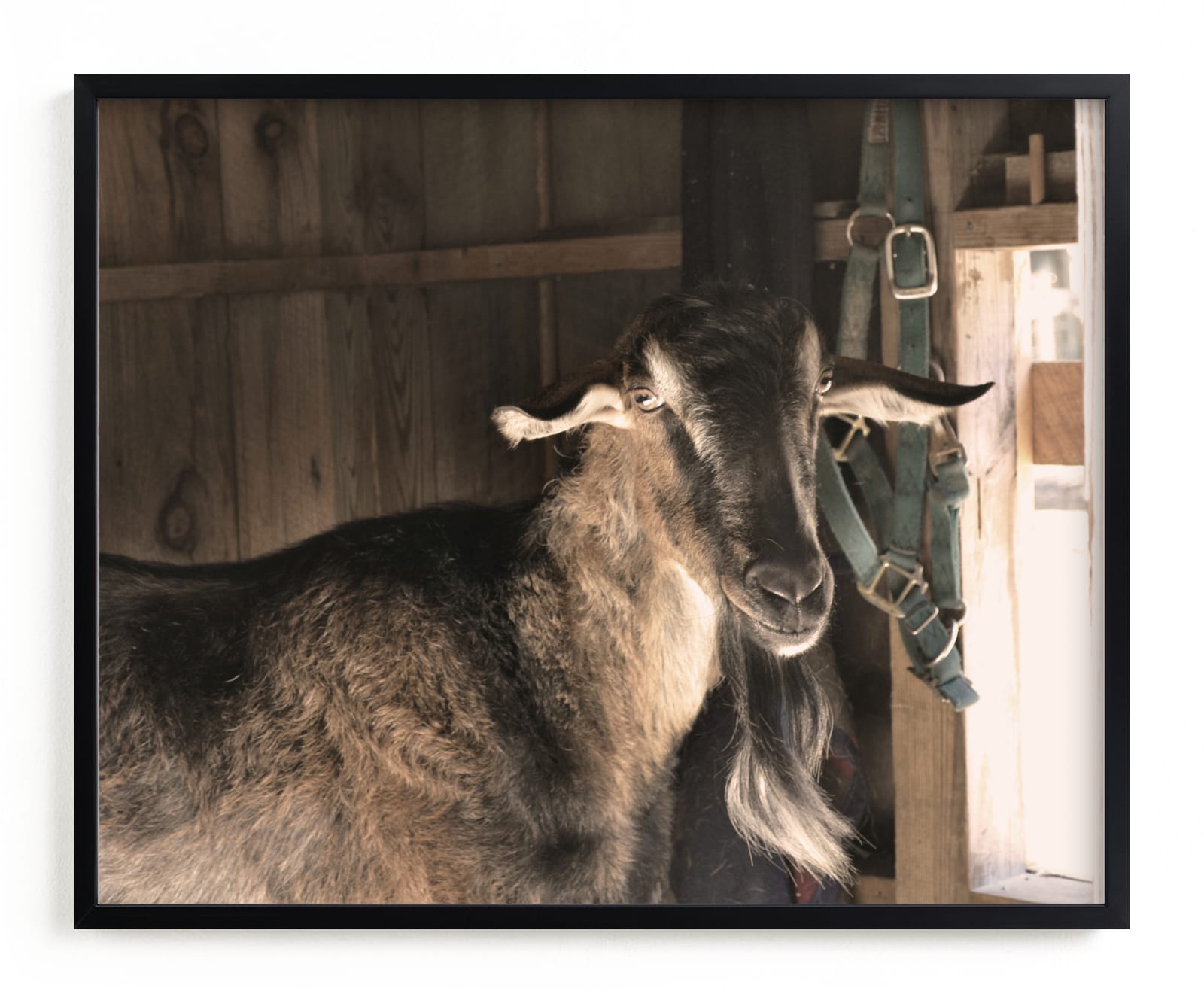 "Peeking" - Limited Edition Art Print by Paula Pecevich in beautiful frame options and a variety of sizes.