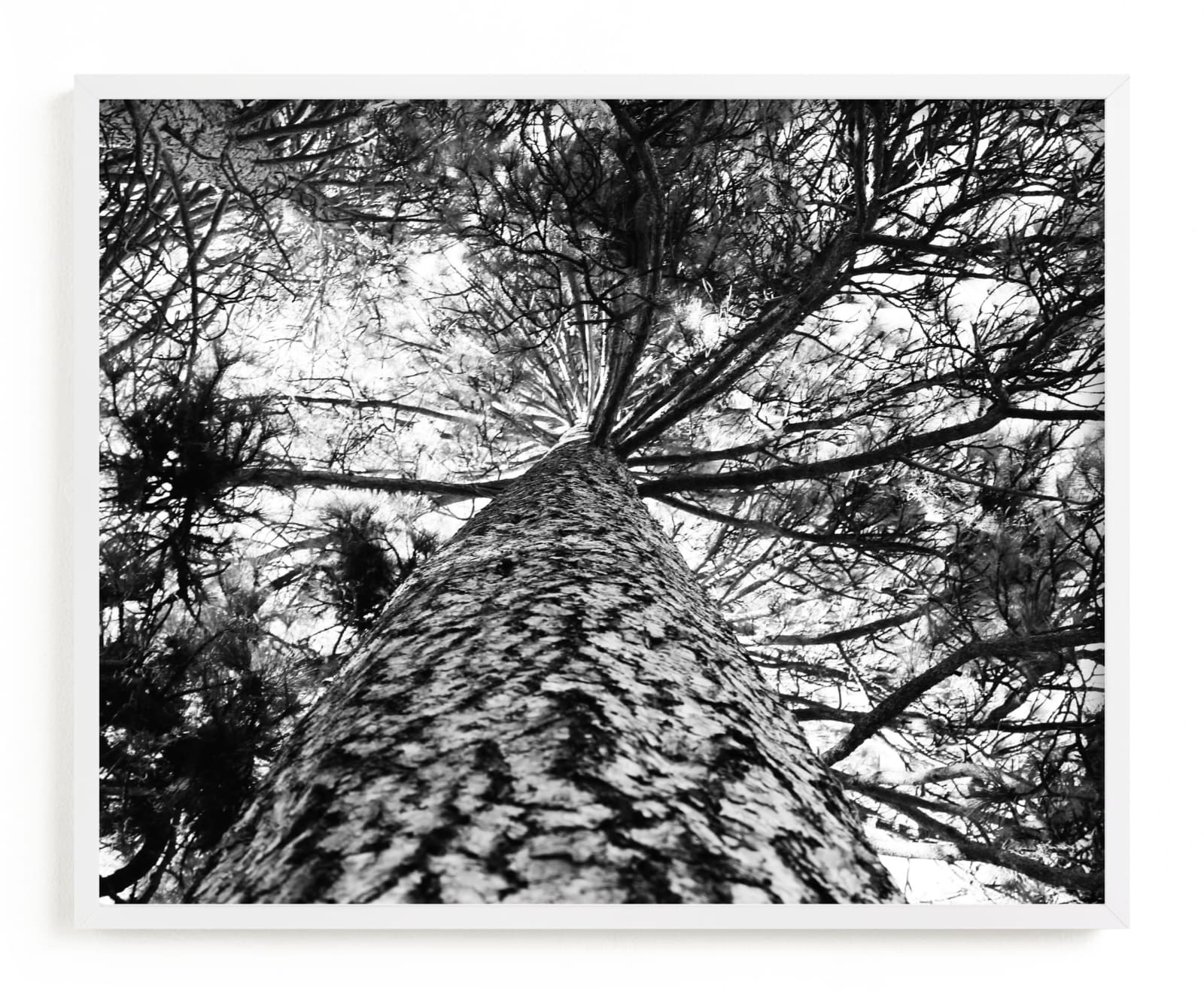 This is a black and white art by Erin Deegan called Ponderosa Pine.