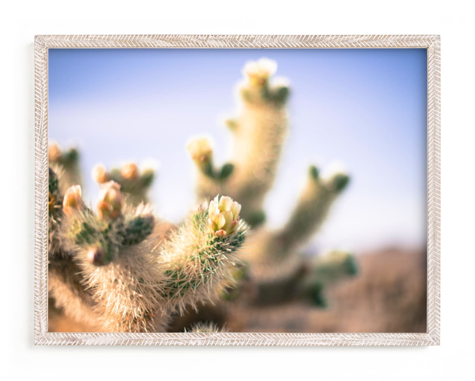 "Joshua Tree Blooming Cactus" - Limited Edition Art Print by Kitty Seeber in beautiful frame options and a variety of sizes.