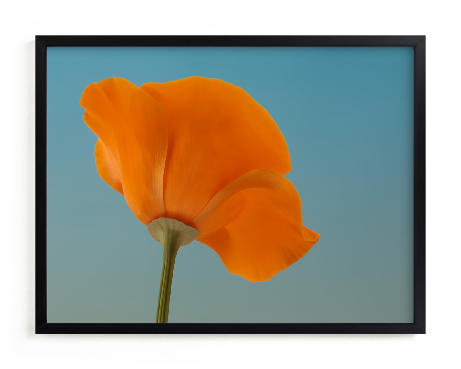 "California Poppy" - Limited Edition Art Print by Elena Kulikova in beautiful frame options and a variety of sizes.