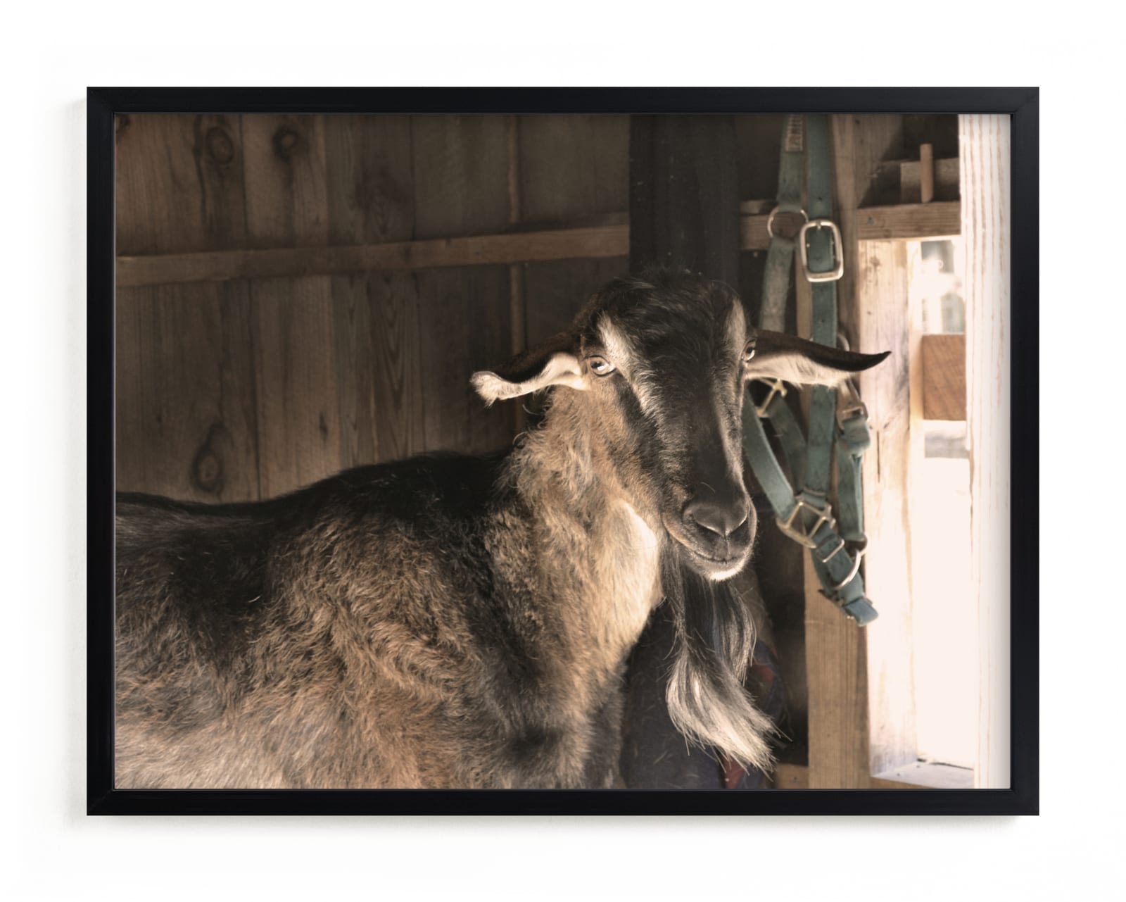 "Peeking" - Limited Edition Art Print by Paula Pecevich in beautiful frame options and a variety of sizes.
