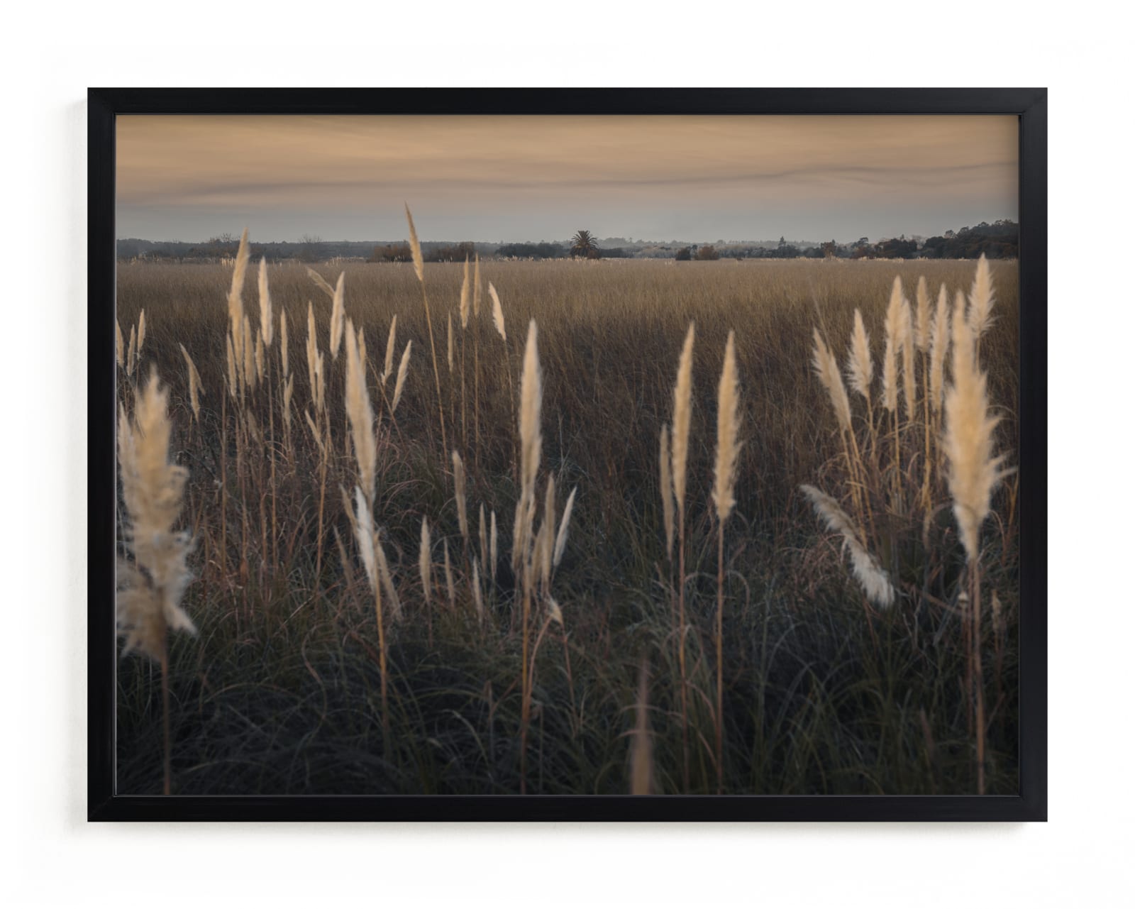 "Pampas grass" - Limited Edition Art Print by Lucia Coppola in beautiful frame options and a variety of sizes.