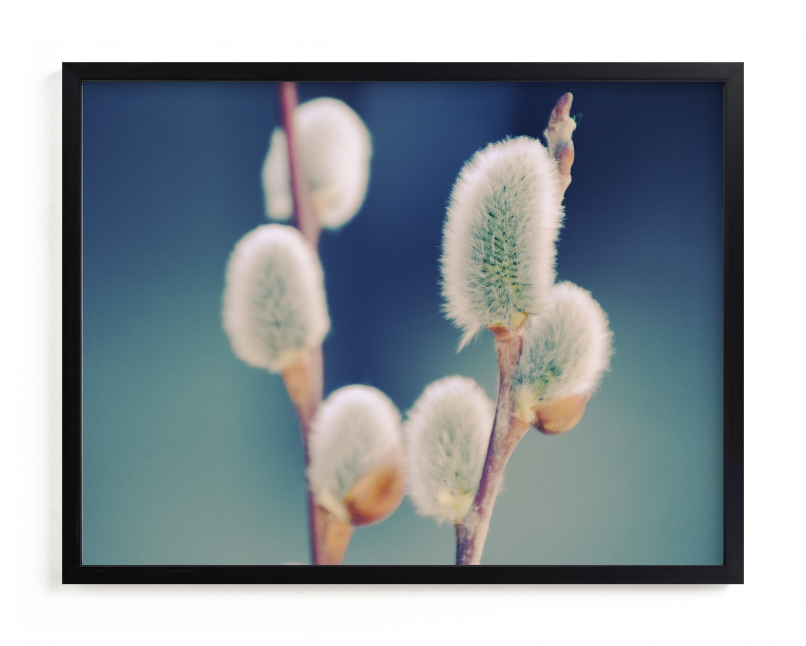 "Catkins" - Art Print by Johanna Phillips Huuva in beautiful frame options and a variety of sizes.