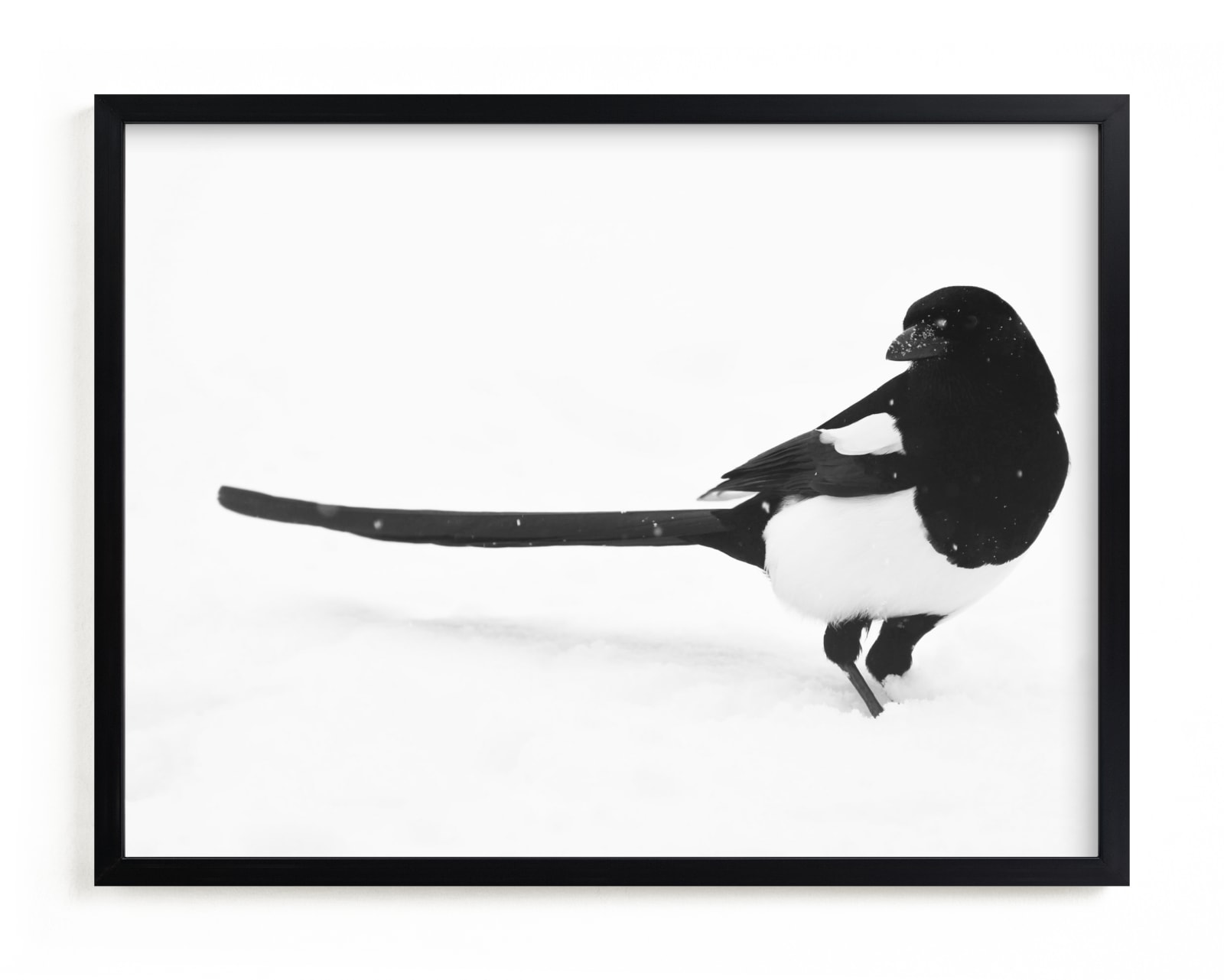 "Magpie" - Art Print by Leslie Le Coq in beautiful frame options and a variety of sizes.