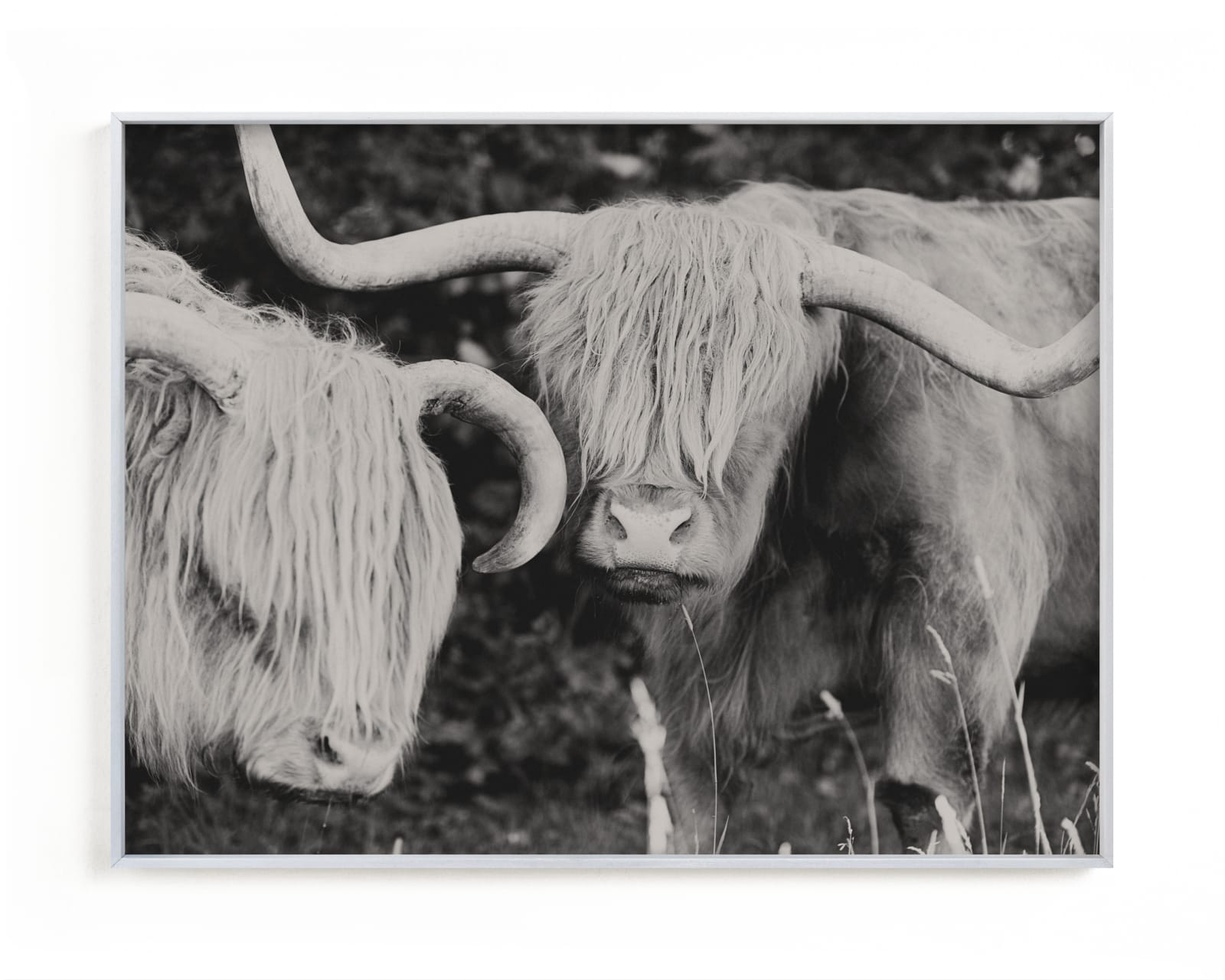 "Highland Cows" - Limited Edition Art Print by Amy Carroll in beautiful frame options and a variety of sizes.