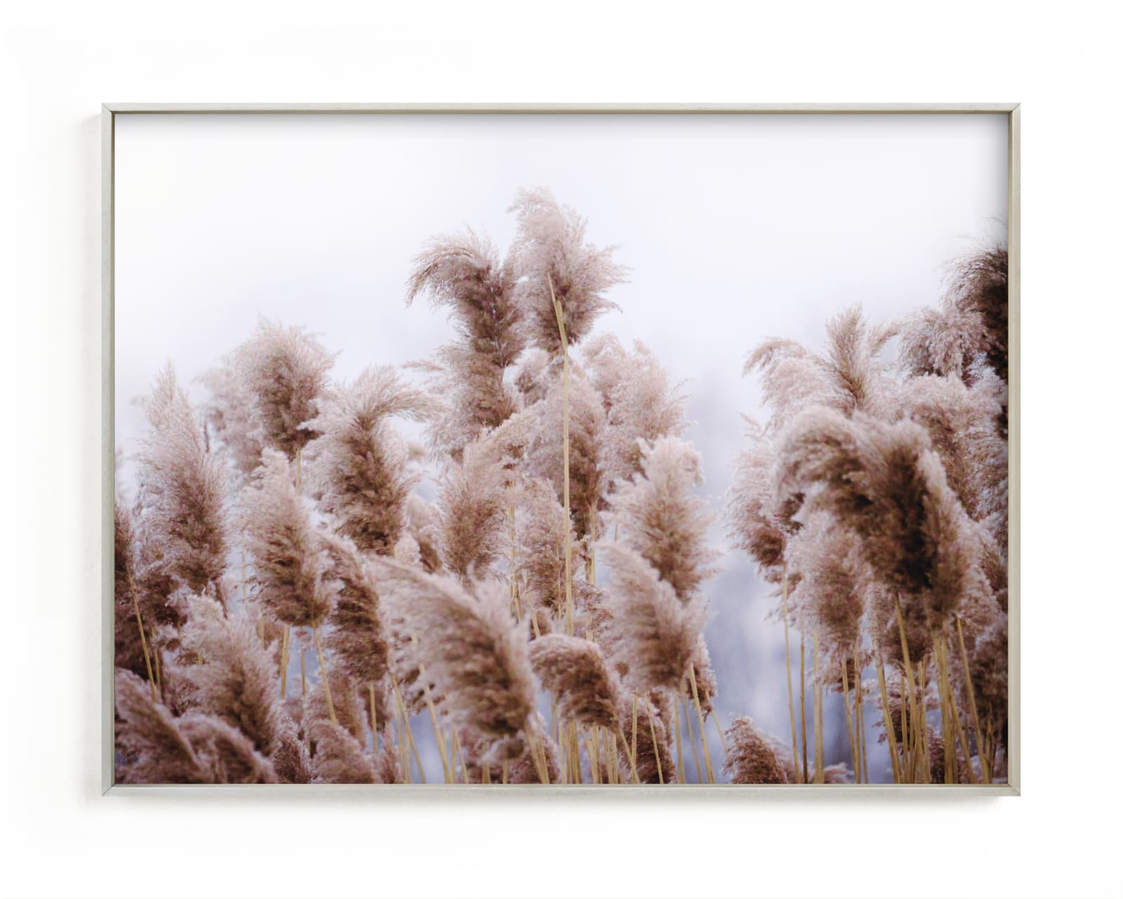 "Plumose" - Limited Edition Art Print by Robin Ott in beautiful frame options and a variety of sizes.