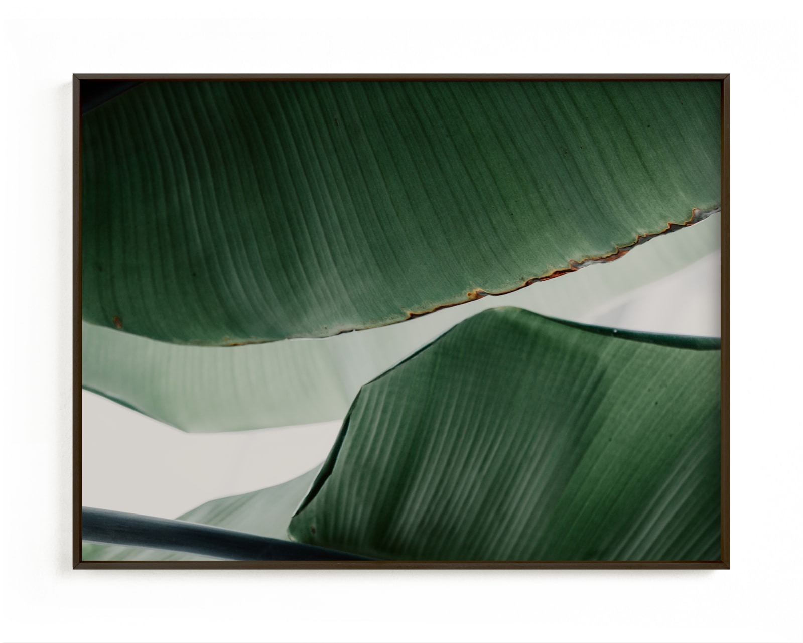 "leaf & light 4" - Open Edition Fine Art Print by Alicia Abla in beautiful frame options and a variety of sizes.