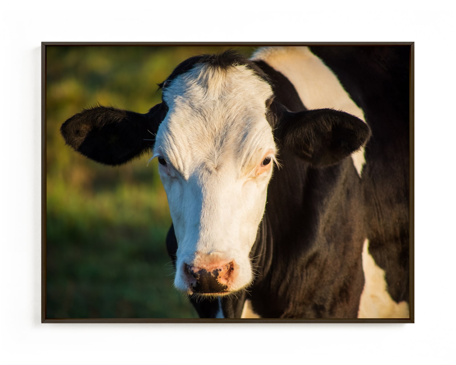 "Portrait of a cow" by Lying on the grass in beautiful frame options and a variety of sizes.