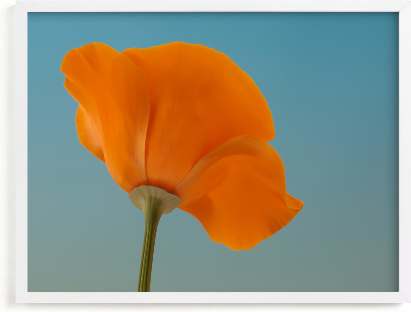 This is a blue art by Elena Kulikova called California Poppy.