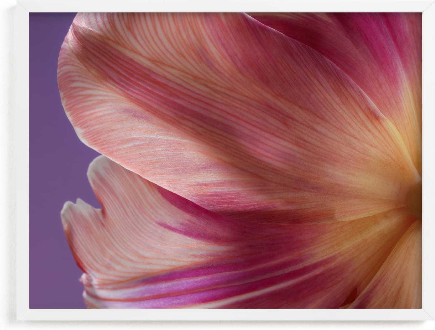 This is a purple, pink art by Elena Kulikova called Parrot Tulip.