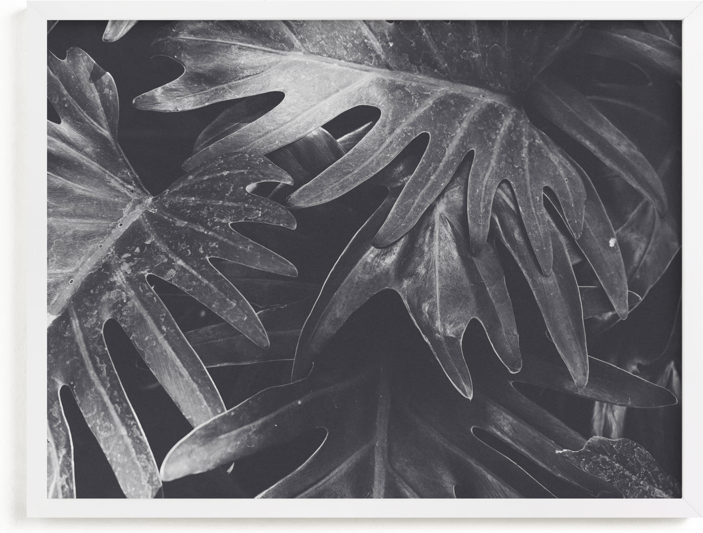 This is a black and white art by Katie Short called Tropical Tori.