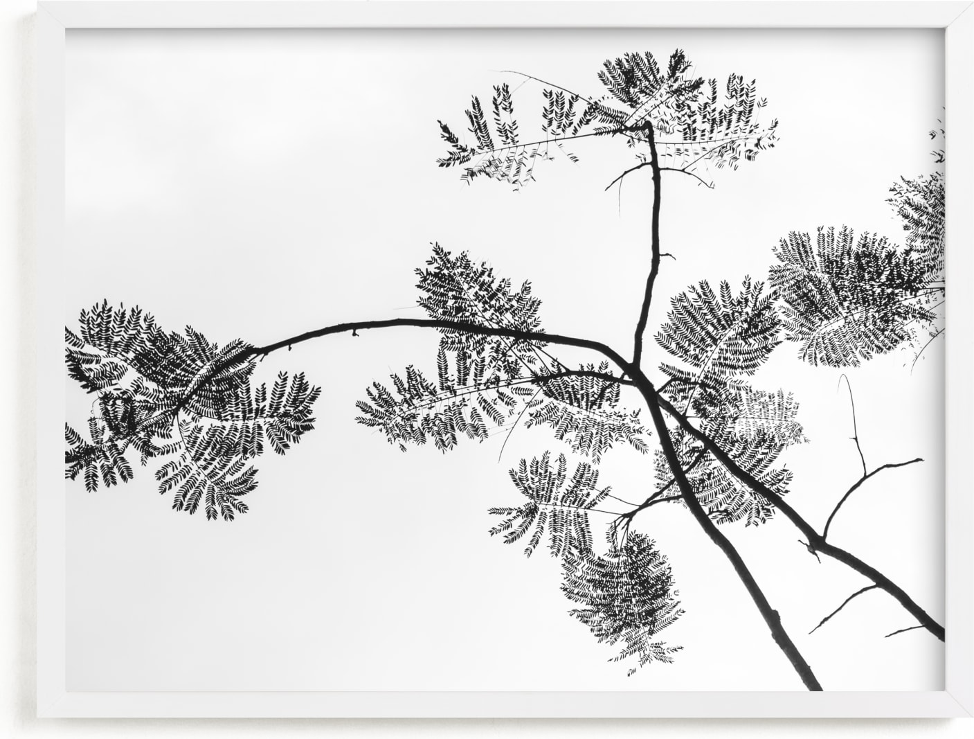 This is a white art by Kaitlin Rebesco called Botanical Silhouette.