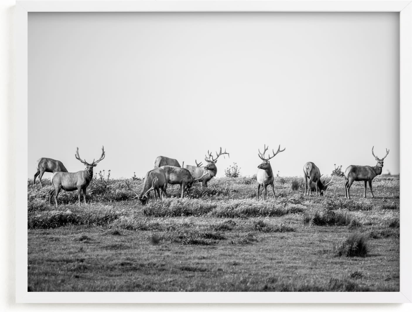 This is a black and white art by Crystal Lynn Collins called tule elk.