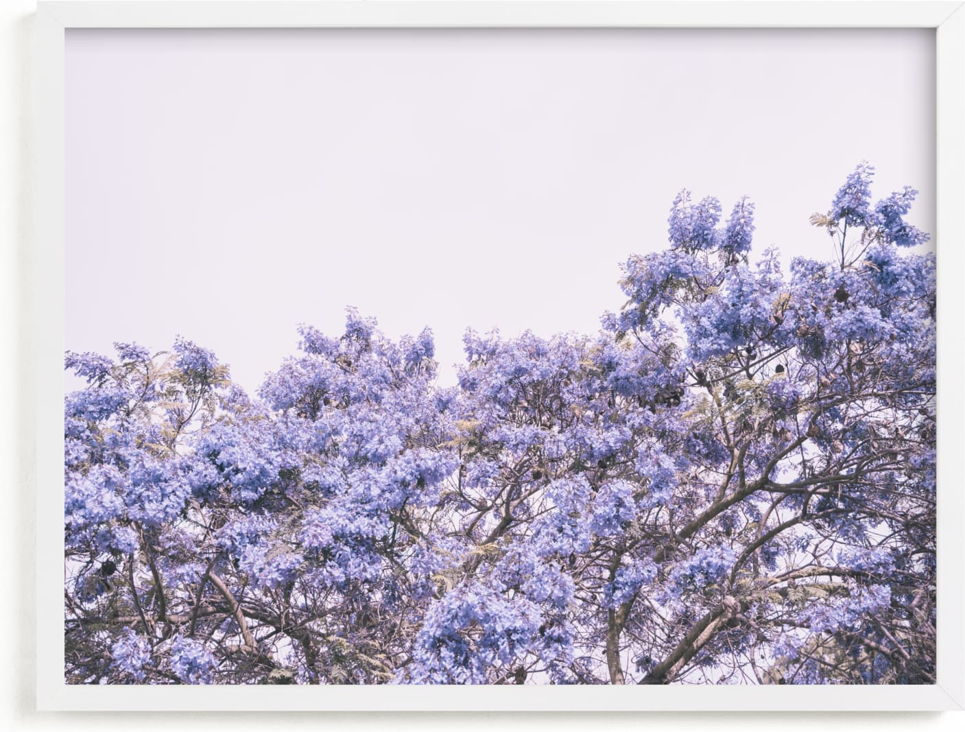 This is a purple, white art by Owl and Toad called Jacaranda in bloom.