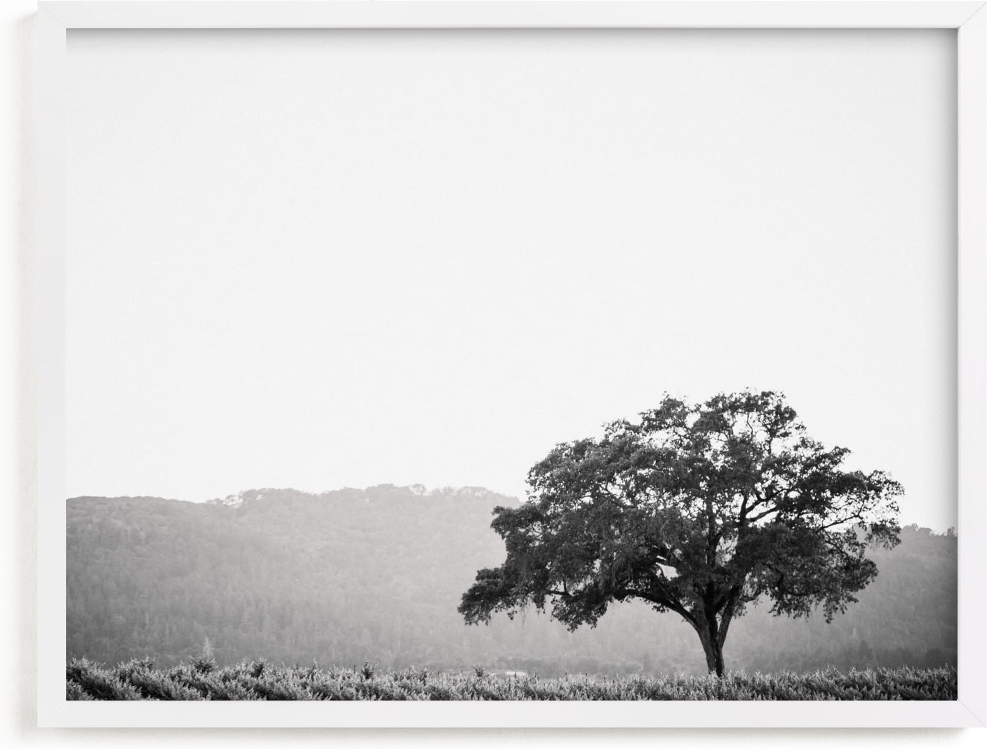 This is a black and white art by Lindsay Ferraris Photography called Wild Oak.