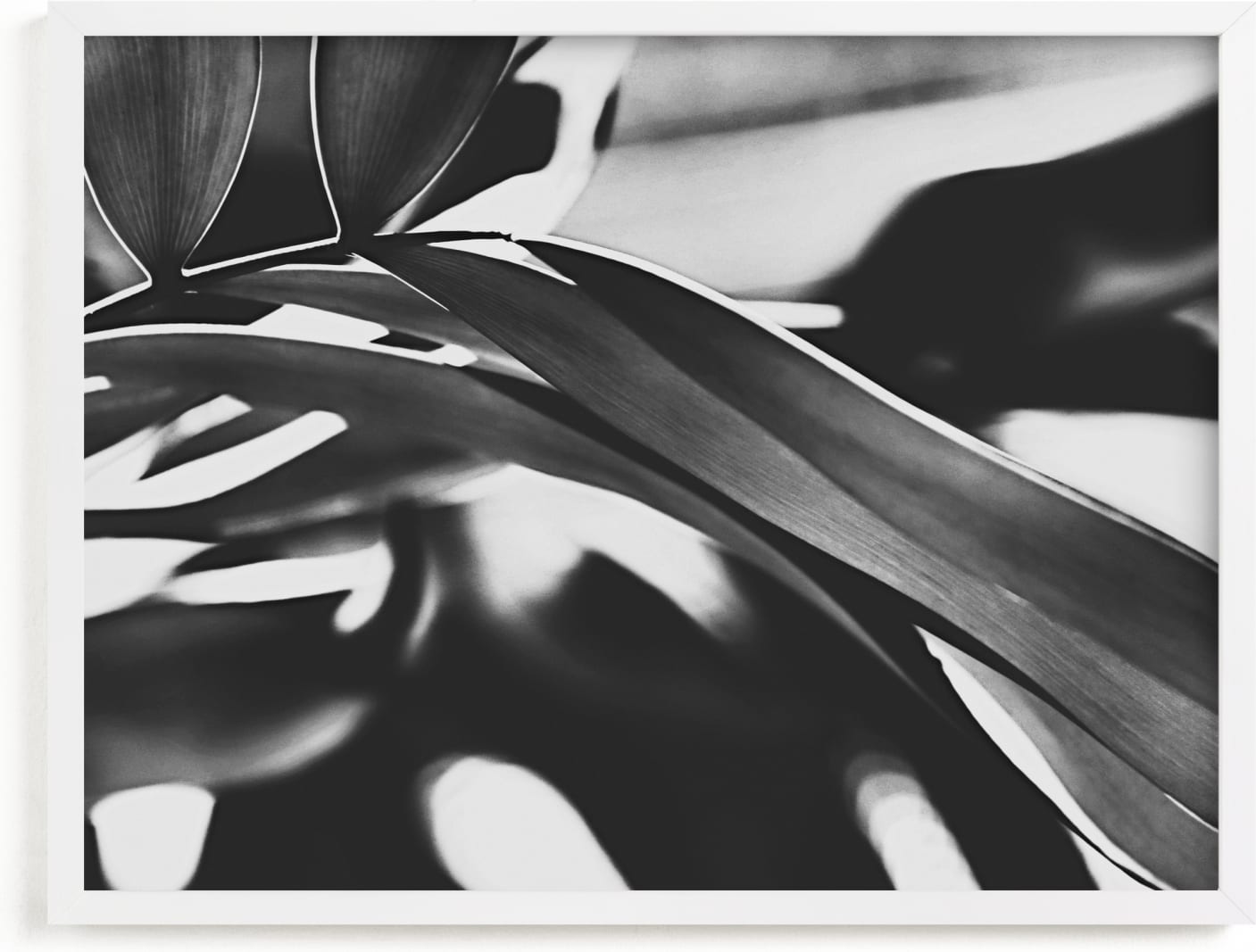 This is a black and white art by Amy Chapman Braun called GLOWING BOTANICAL II.