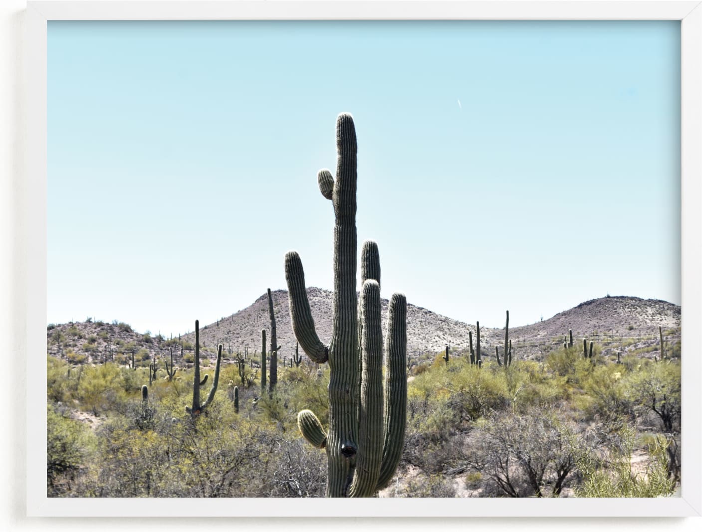 This is a classic colors art by Lisa Assenmacher called Cacti V.