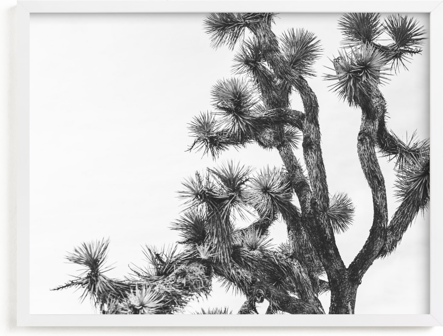 This is a black and white art by Katie Doherty called Joshua Tree in September.