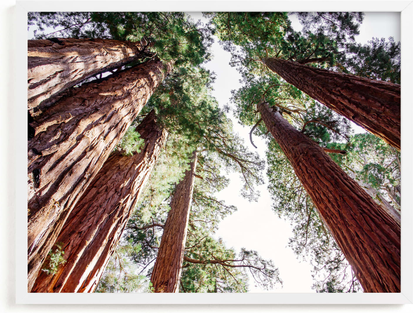 This is a brown art by Matthew Sampson called Soaring Sequoias.