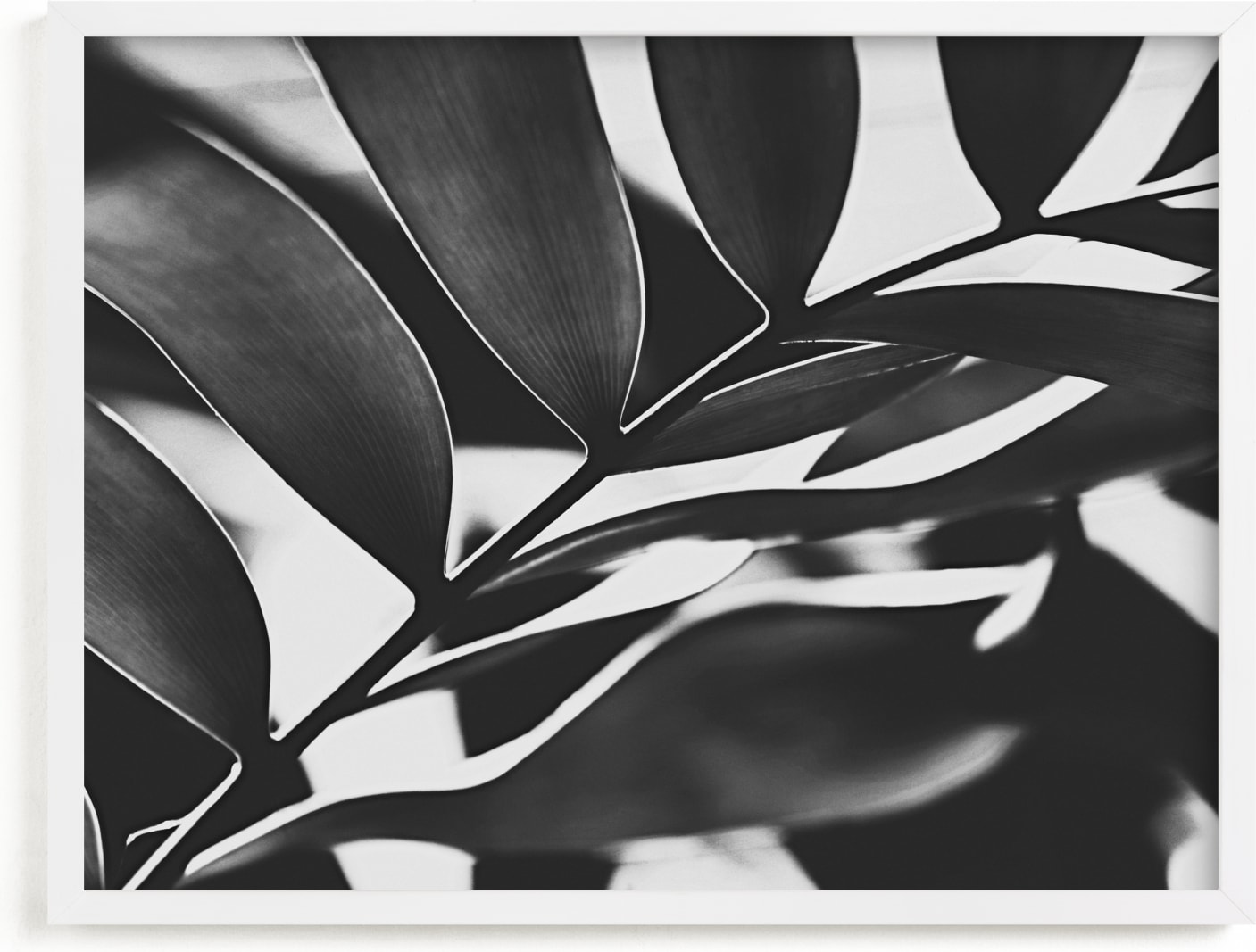 This is a black and white art by Amy Chapman Braun called GLOWING BOTANICAL I.