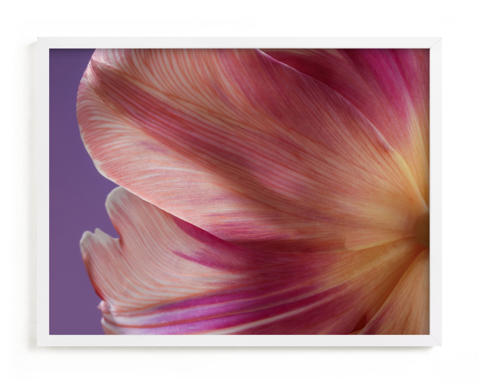 "Parrot Tulip" - Limited Edition Art Print by Elena Kulikova in beautiful frame options and a variety of sizes.