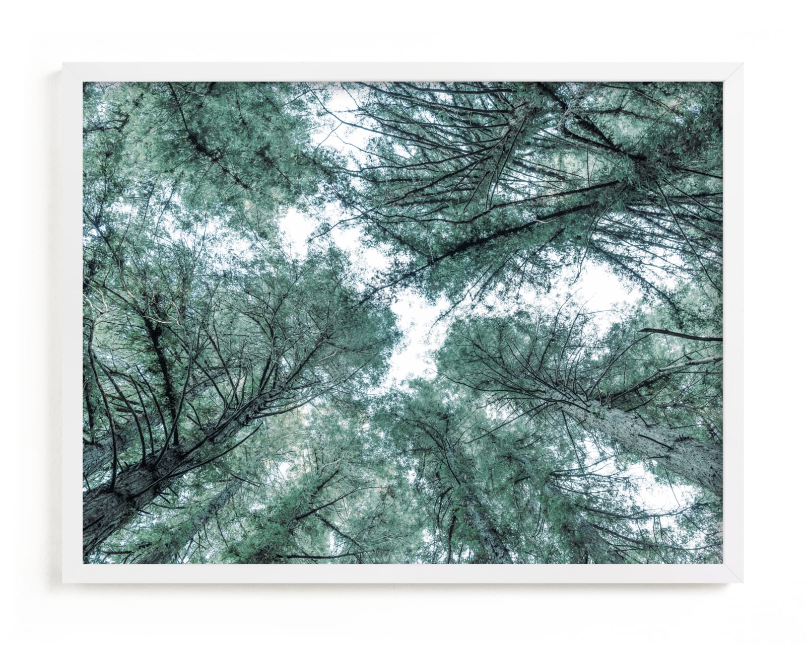 "Mystifying Forest" - Limited Edition Art Print by Jessica C Nugent in beautiful frame options and a variety of sizes.