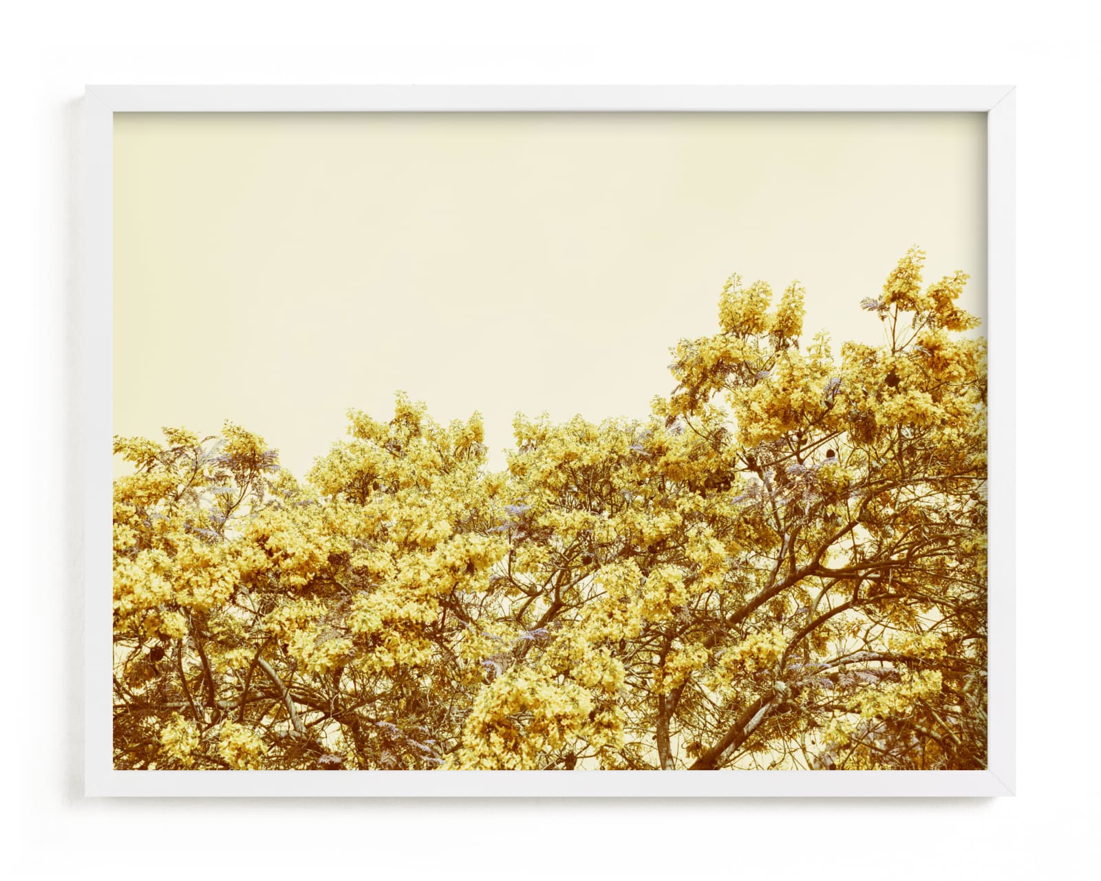 "Jacaranda in bloom" - Limited Edition Art Print by Owl and Toad in beautiful frame options and a variety of sizes.