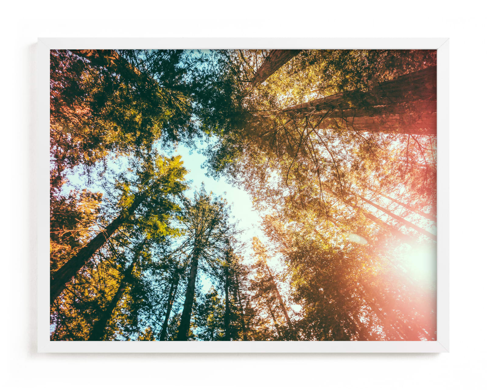 "Redwoods Surround Me" - Limited Edition Art Print by Elena Kulikova in beautiful frame options and a variety of sizes.