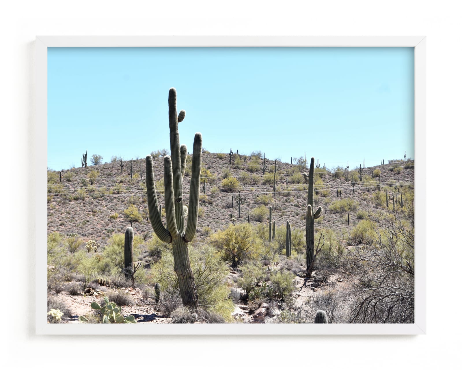"Dusty Cacti" - Limited Edition Art Print by Lisa Assenmacher in beautiful frame options and a variety of sizes.