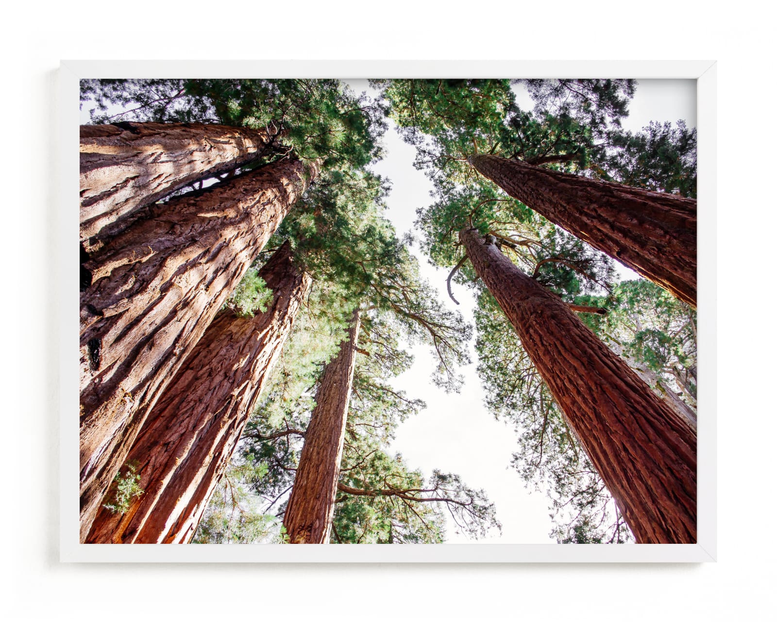 "Soaring Sequoias" - Limited Edition Art Print by Matthew Sampson in beautiful frame options and a variety of sizes.