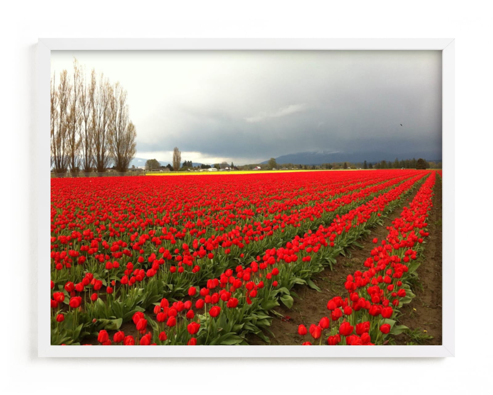 "Red Tulips" - Art Print by Jan Kessel in beautiful frame options and a variety of sizes.