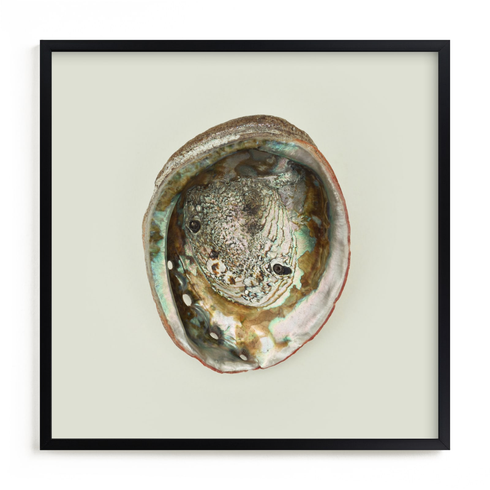 "Abalone Shell" - Limited Edition Art Print by Field and Sky in beautiful frame options and a variety of sizes.