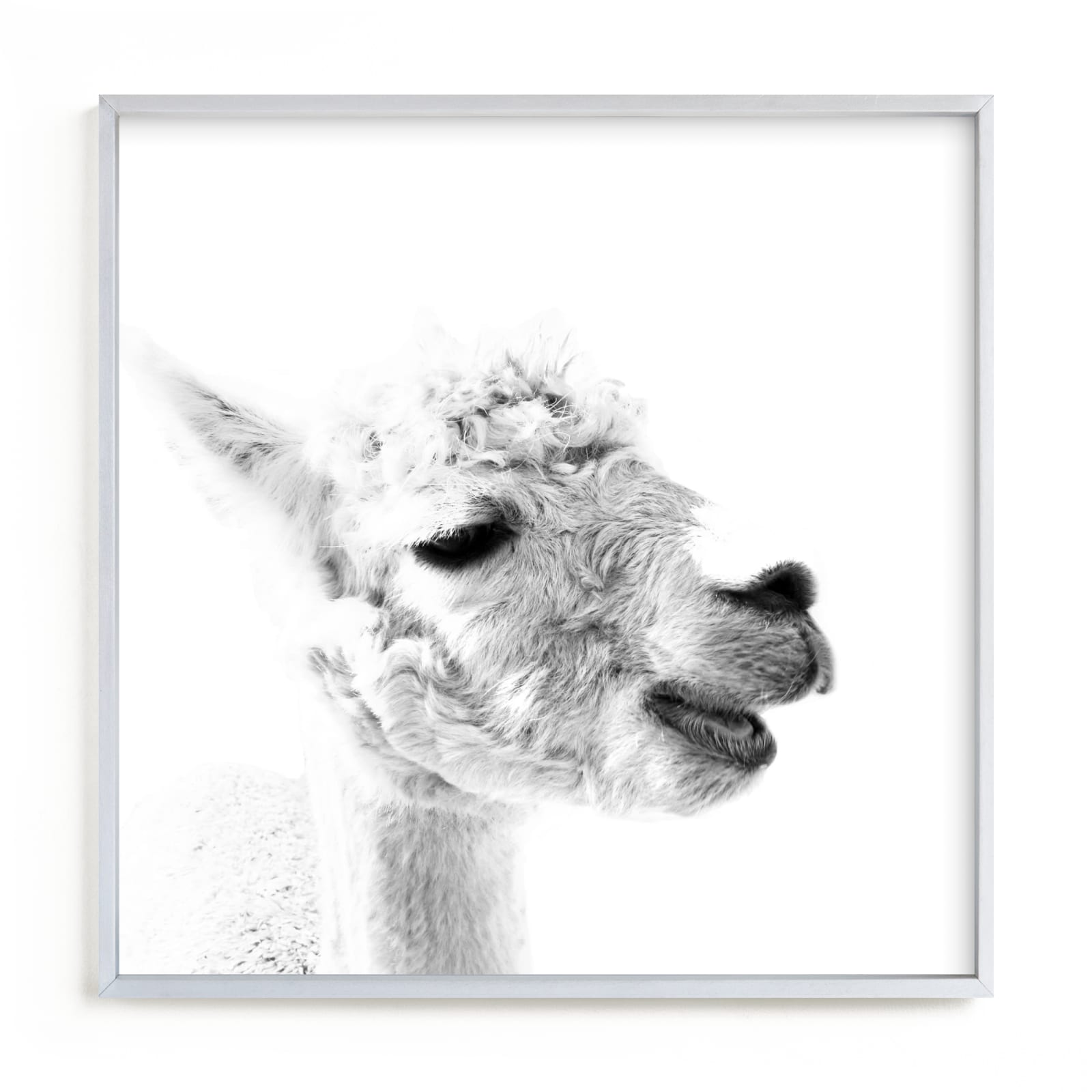 "Happy Alpaca" - Art Print by Jessie Steury in beautiful frame options and a variety of sizes.