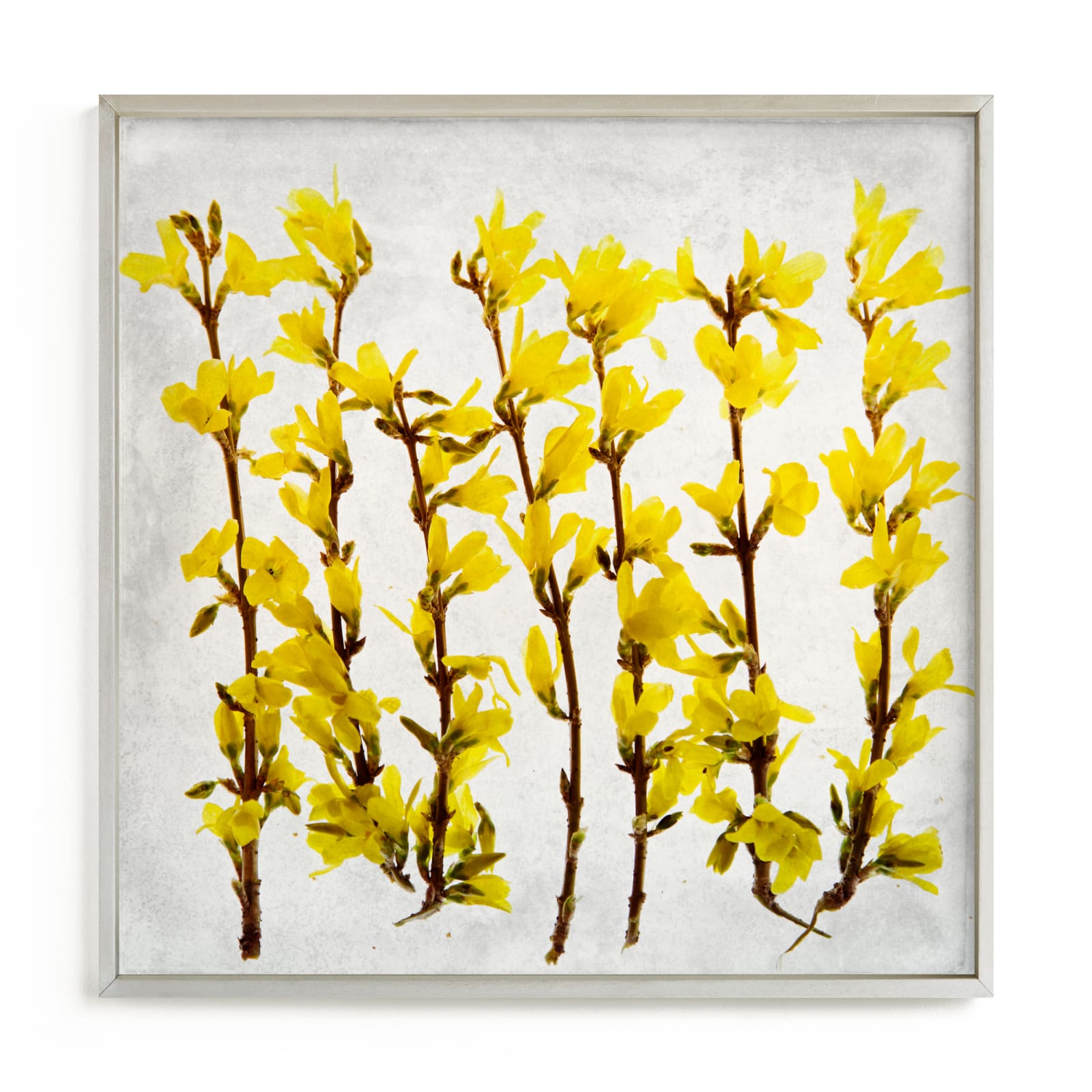 "Forsythia" - Limited Edition Art Print by Qing Ji in beautiful frame options and a variety of sizes.