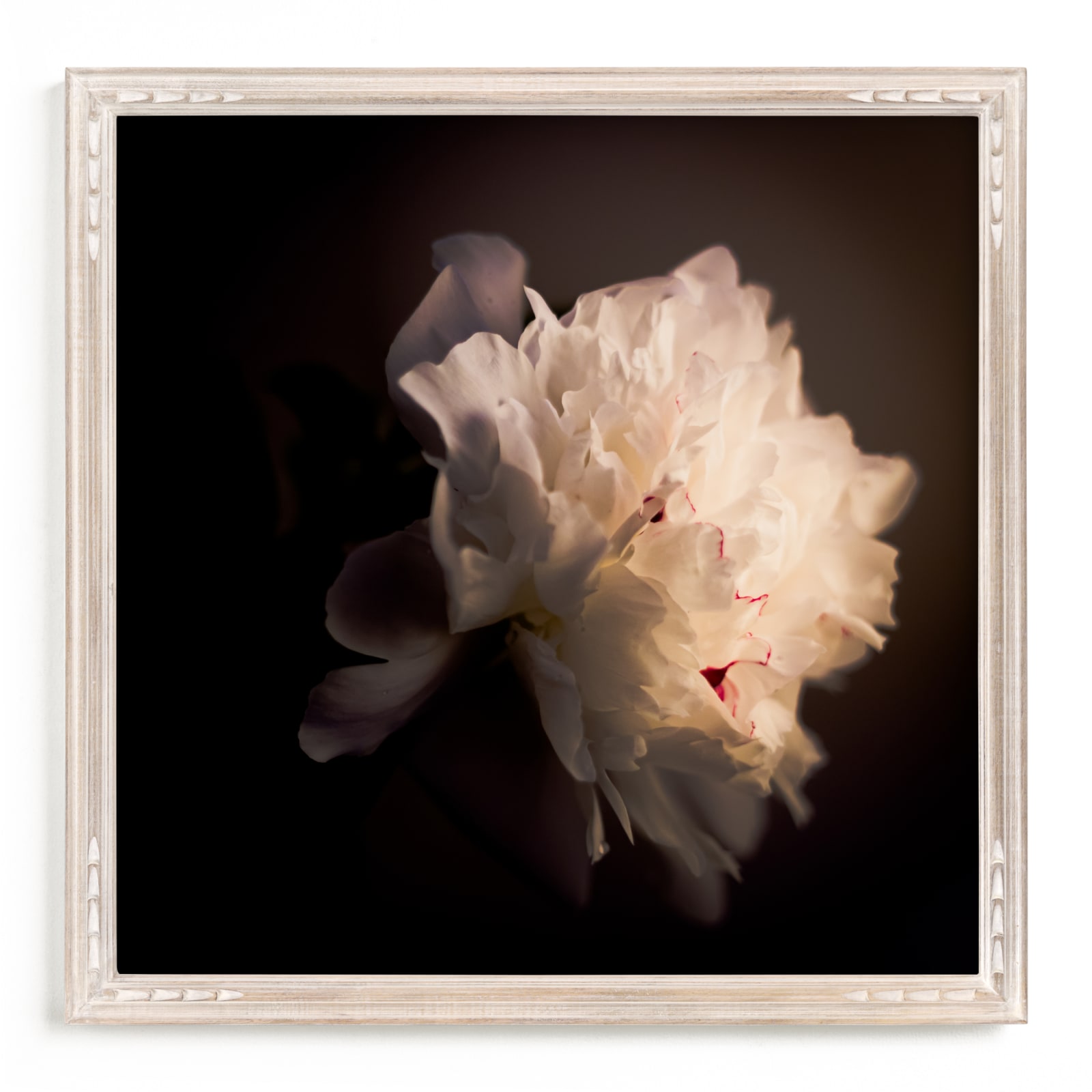 "A White Peony" - Limited Edition Art Print by Qing Ji in beautiful frame options and a variety of sizes.