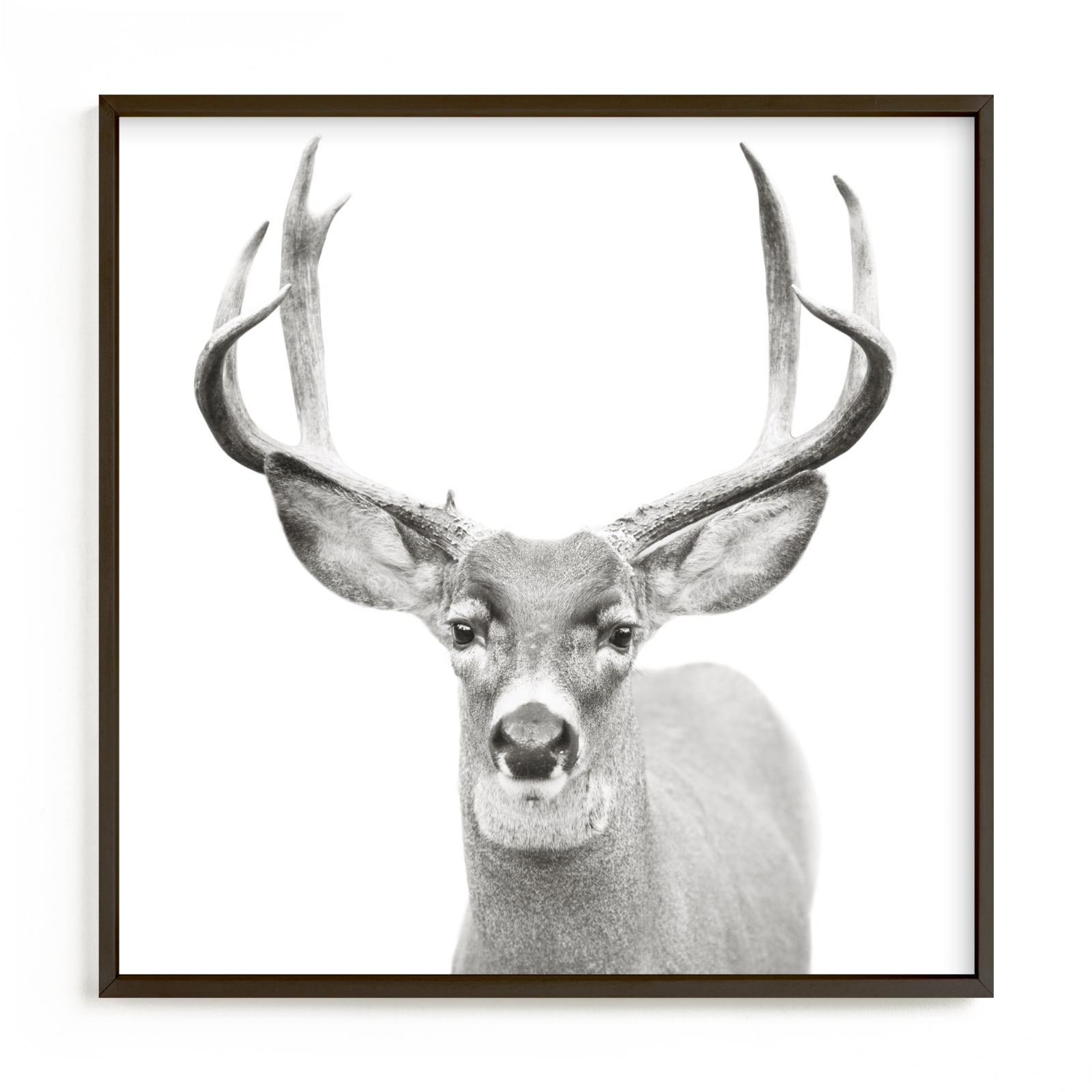 "Buck" - Limited Edition Art Print by Stephanie Sherman in beautiful frame options and a variety of sizes.