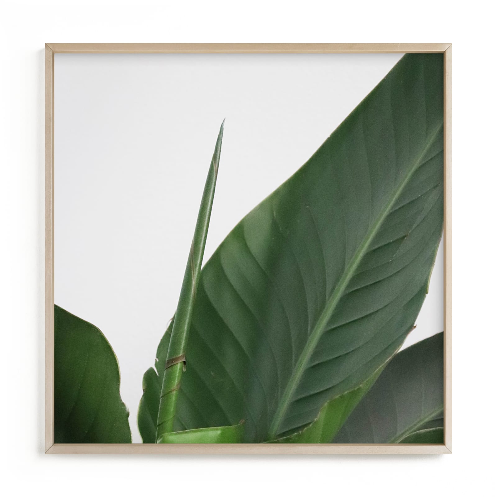 "Lush - Green" - Limited Edition Art Print by Marshe Hutchinson in beautiful frame options and a variety of sizes.