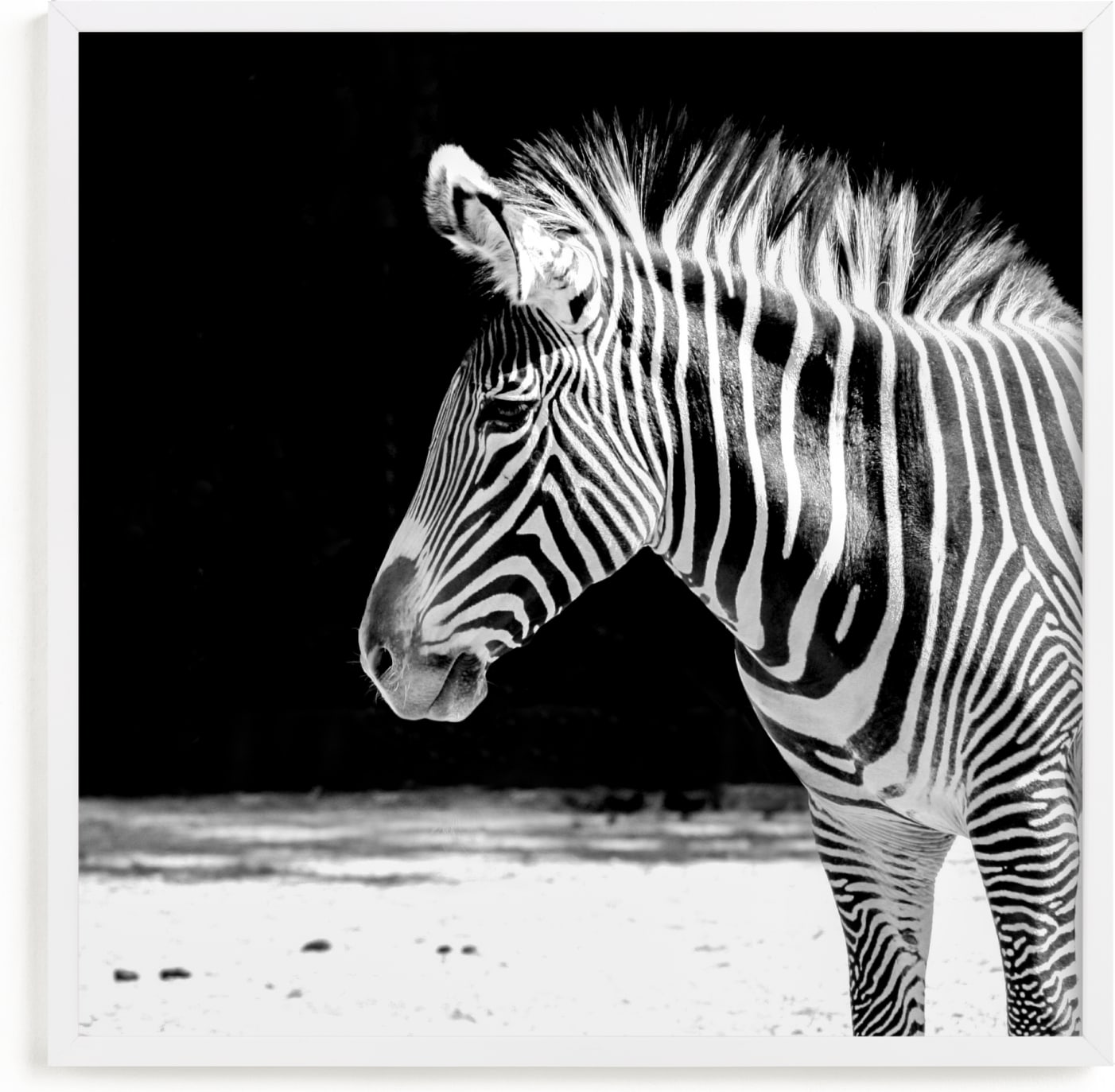 This is a black and white kids wall art by Stephanie Sherman called Zebra.
