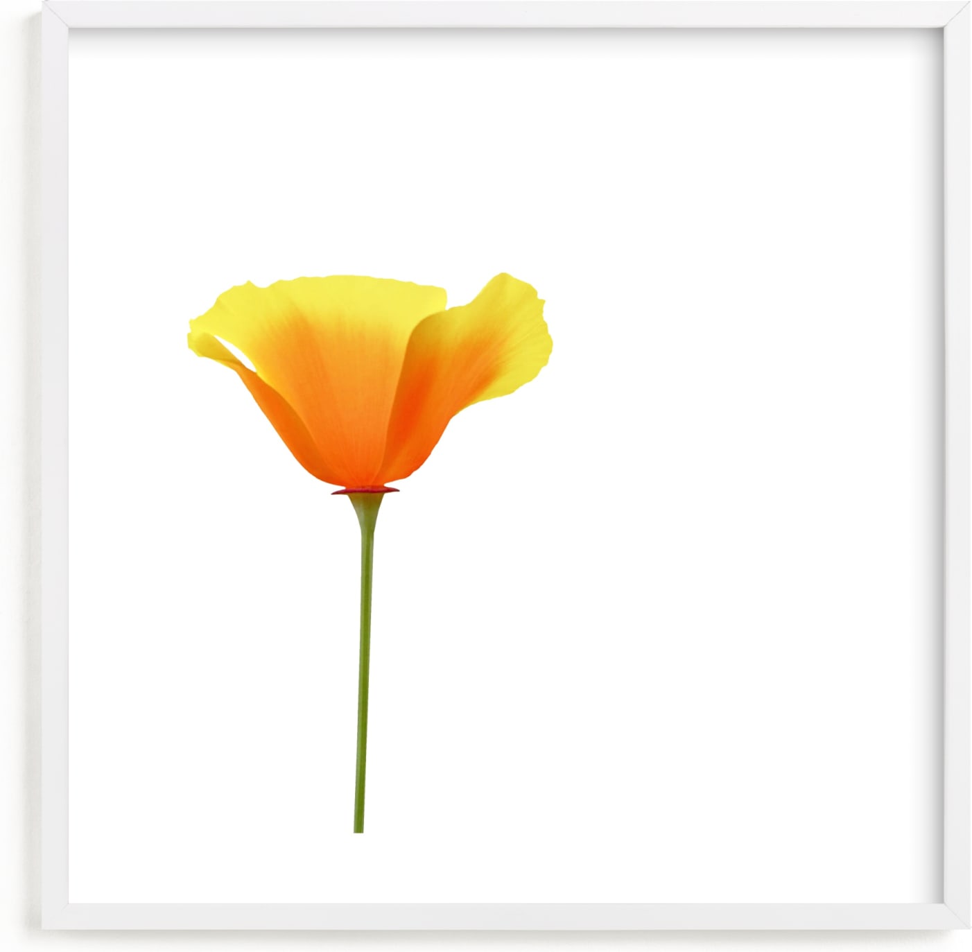 This is a white nursery wall art by Corinne Aelbers called California Poppy.