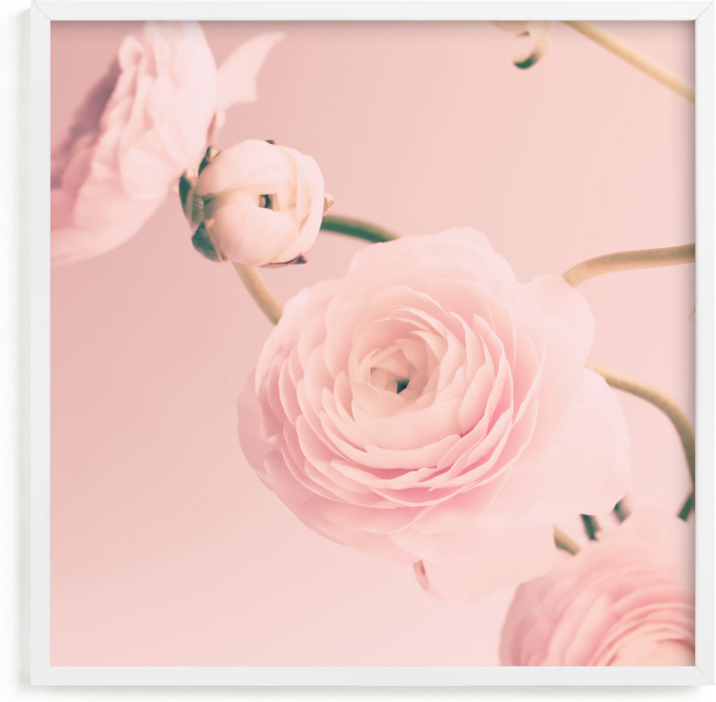 This is a pink nursery wall art by Caroline Mint called Cotton Ranunculus.