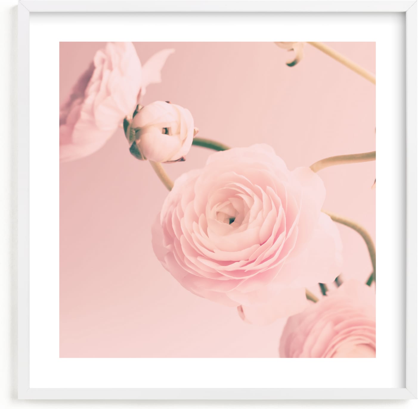 This is a pink nursery wall art by Caroline Mint called Cotton Ranunculus.