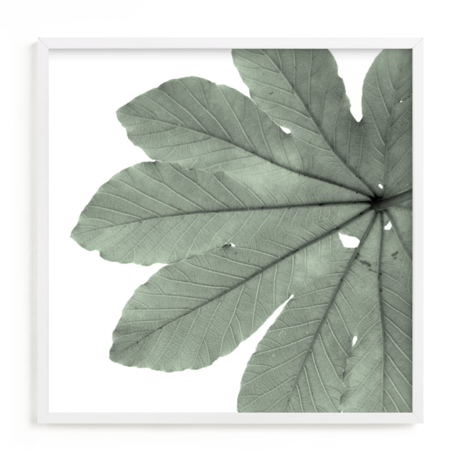 "Leaf In Green" - Limited Edition Art Print by Jonathan Brooks in beautiful frame options and a variety of sizes.